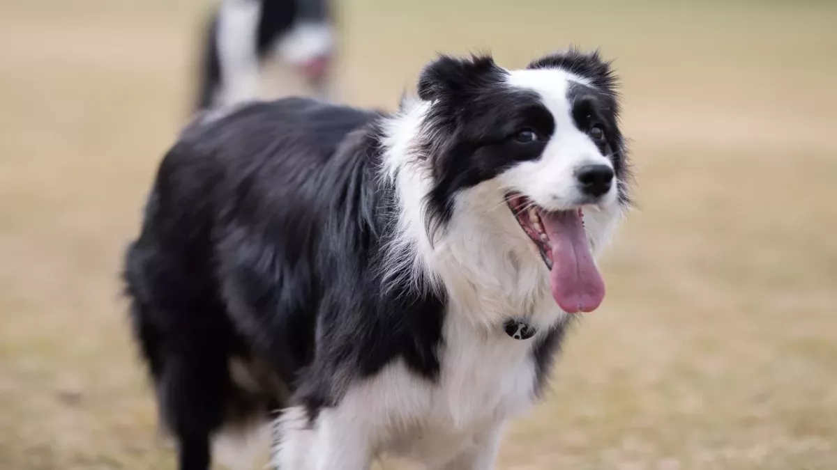 Shocked officers as lost dog hands itself into the police station (VIDEO)