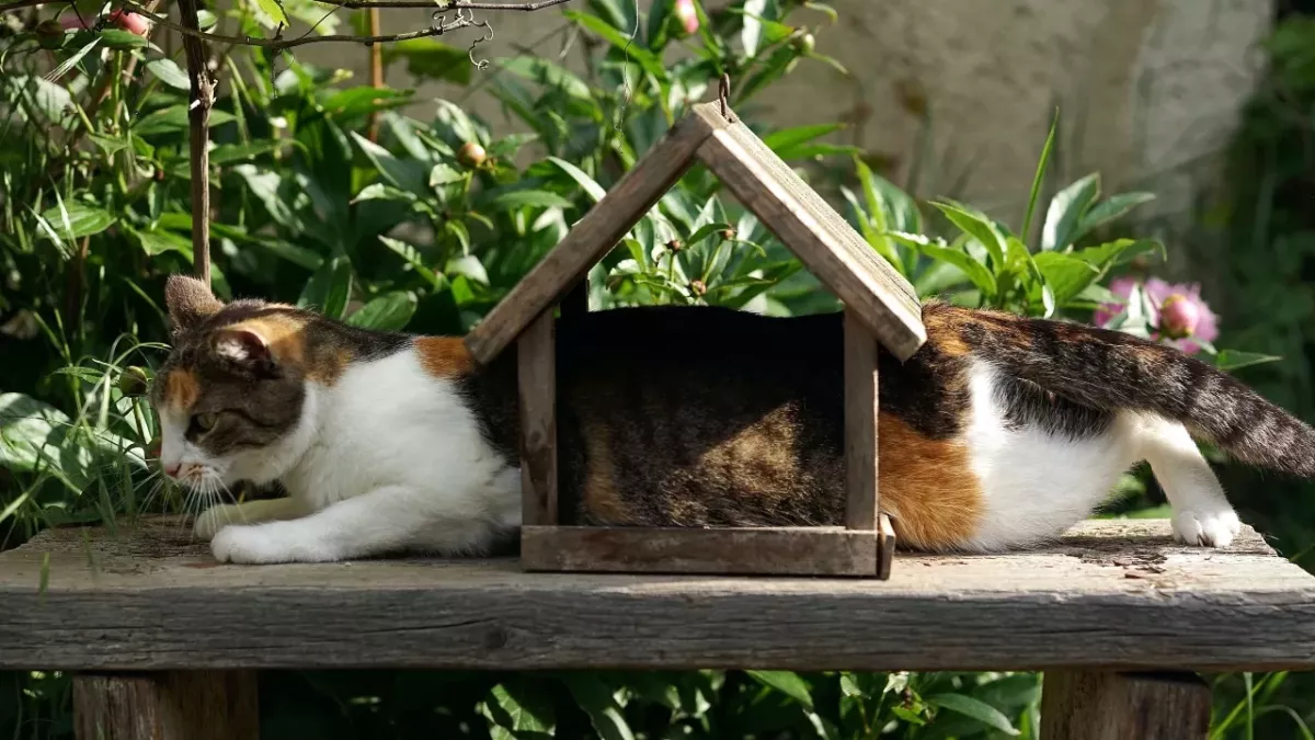 A shocking reason behind your cat rubbing against you 