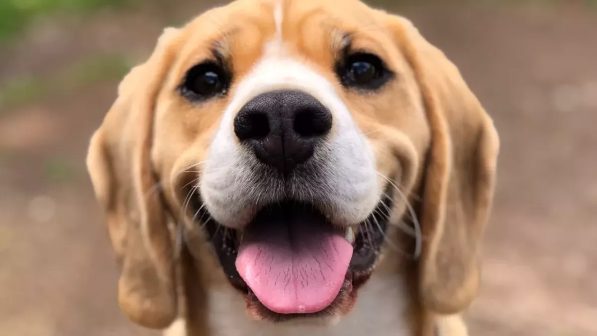 Shot and dumped to die: owners’ gut-wrenching cruelty cost this dog a leg 