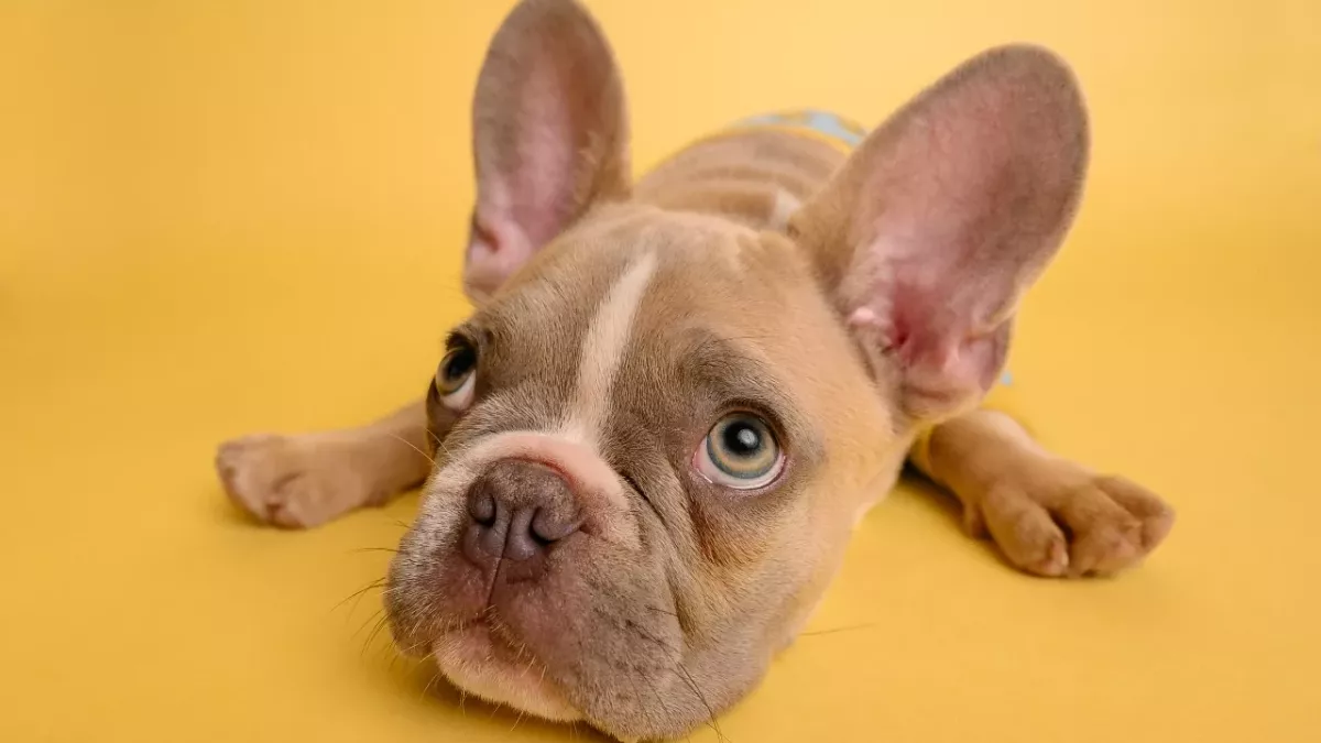 Sick shelter dog gets heartwarming message from 11-year-old girl