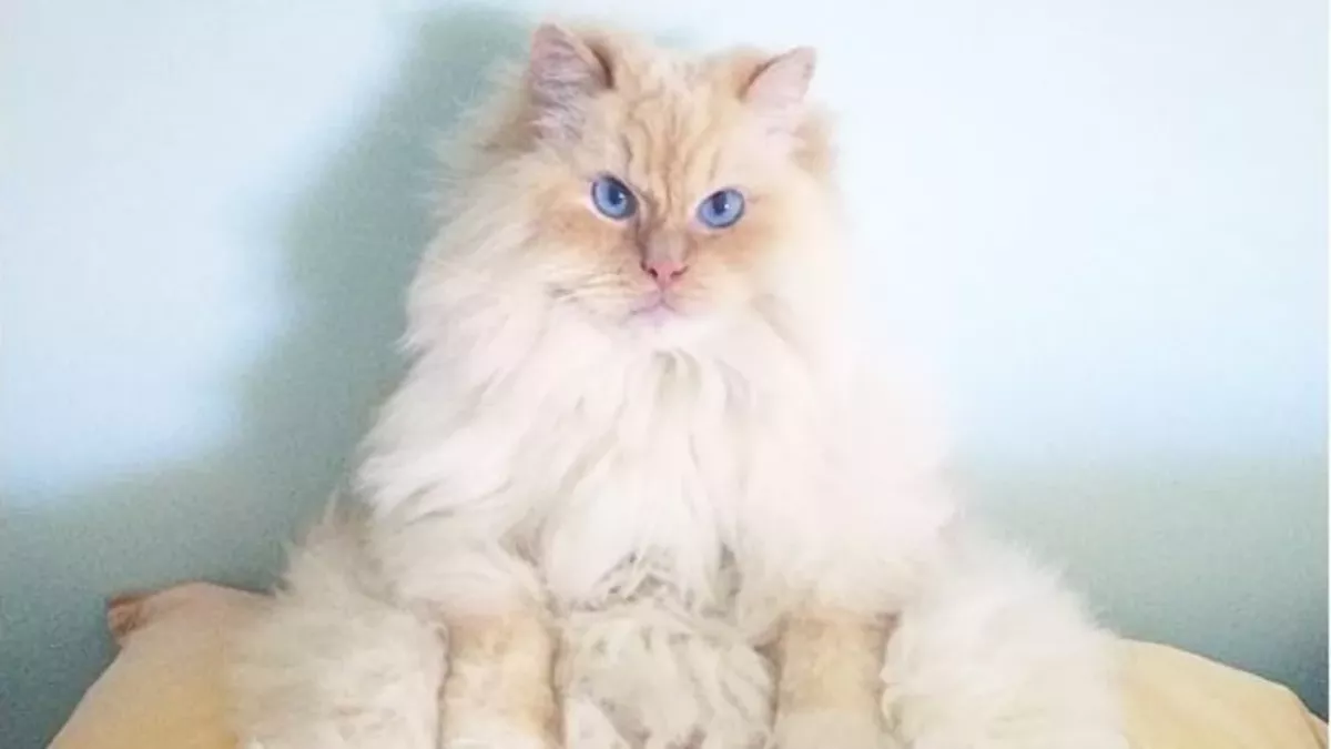 @sky_the_ragdoll