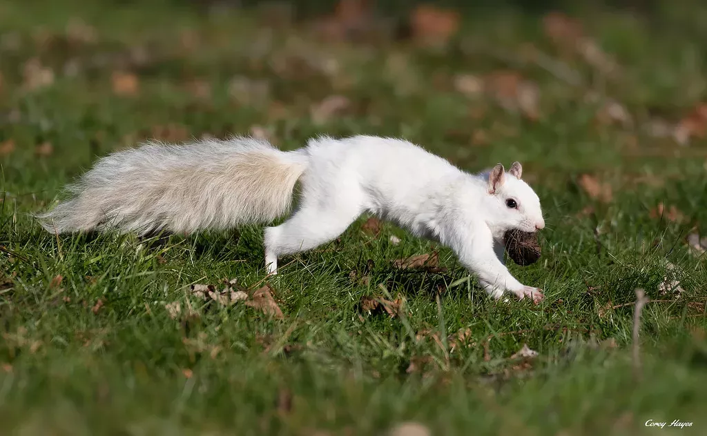 squirrel