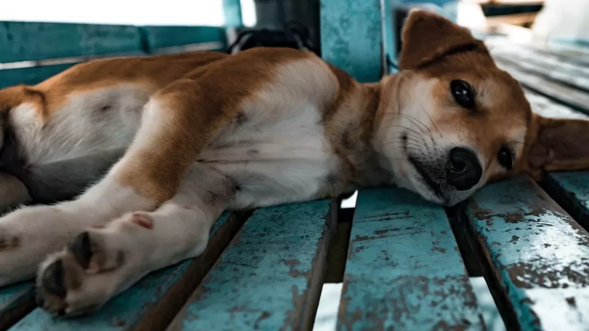 This starving pregnant dog was abandoned in a field and left to survive for days on her own