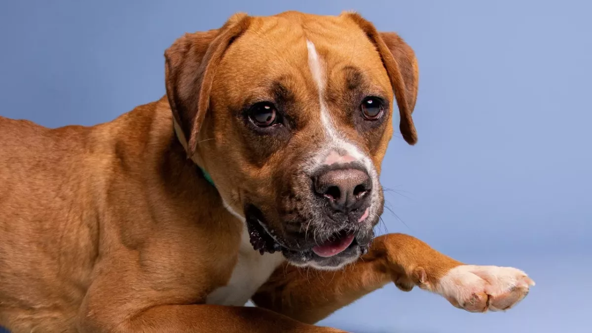 A starving puppy was found locked up in a closet of a newly bought house