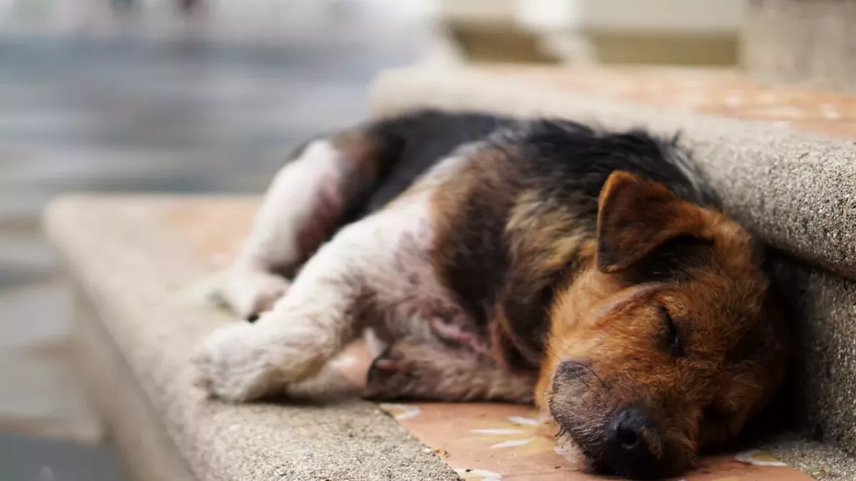 This stray pup followed people in hope of finding new home