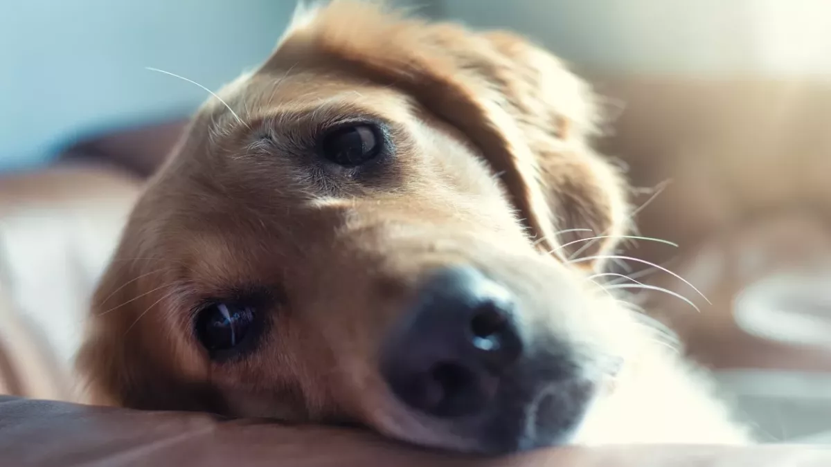 A study has shown that dogs also grieve the loss of another family pet