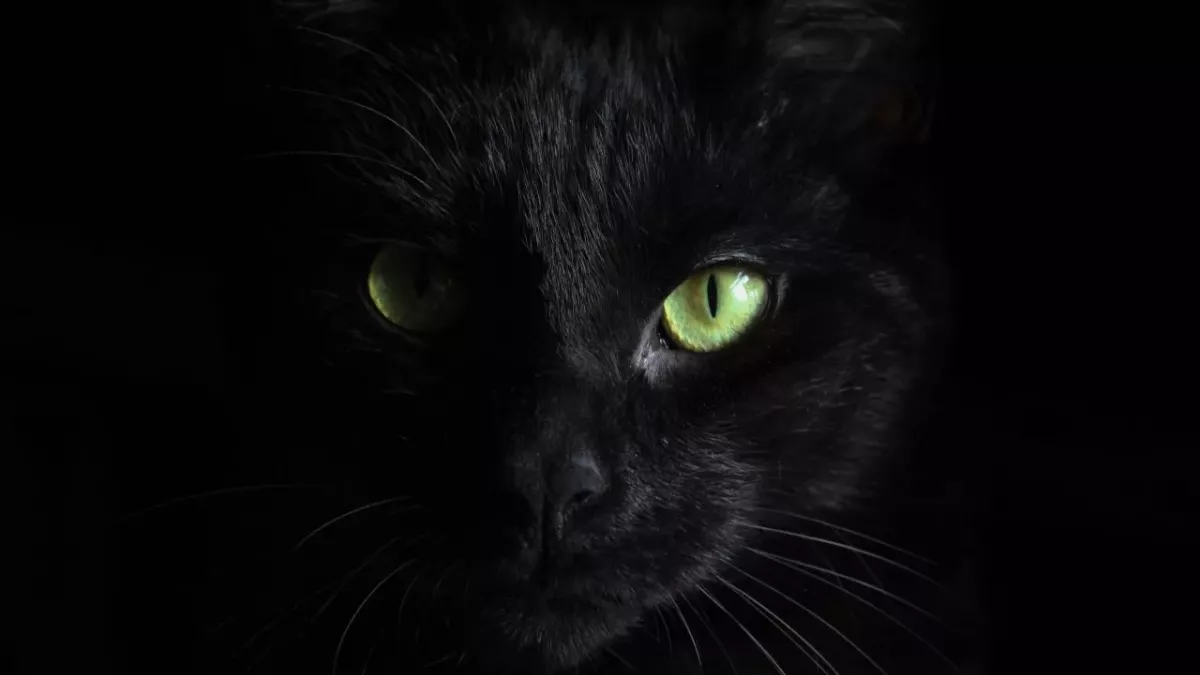 Study shows all cats have ‘an element of psychopathy’ 