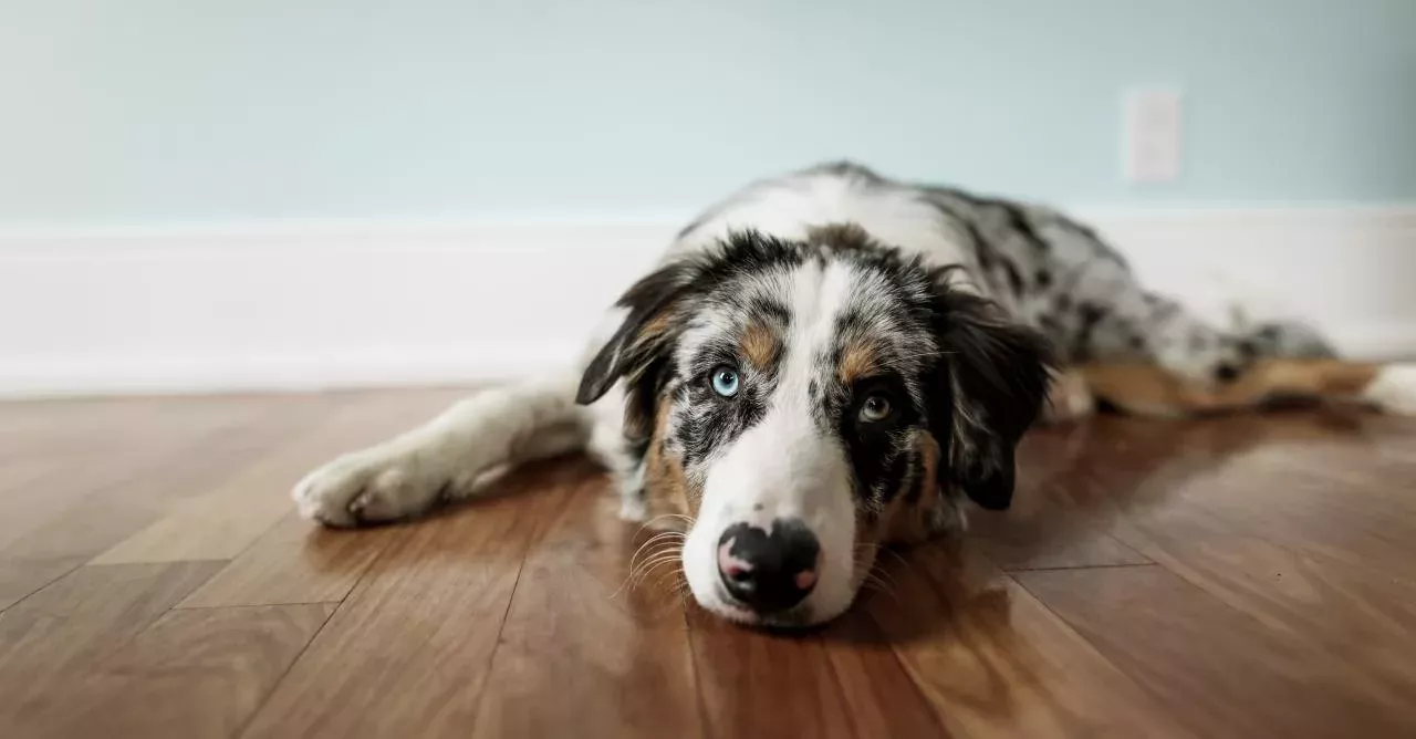 Surely the most adorable breed out there