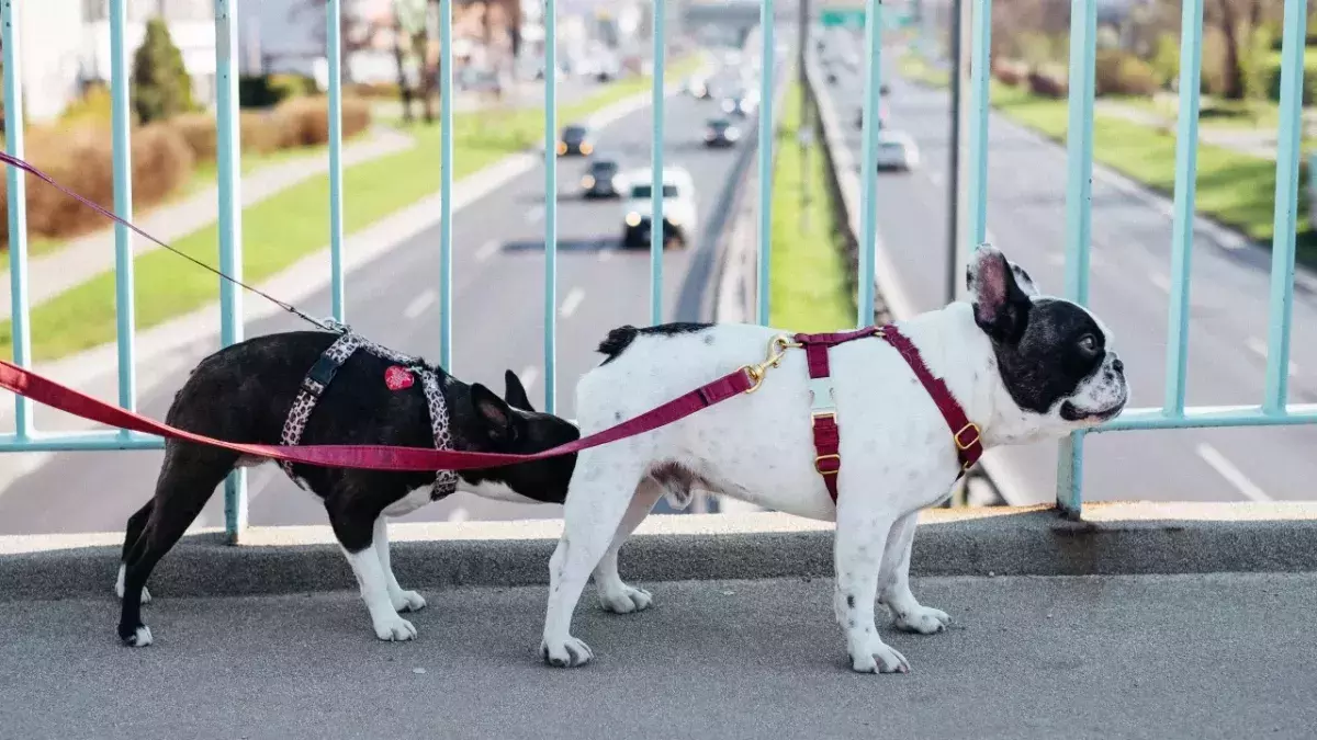 Surprising truth behind your dogs’ butt-sniffing habit