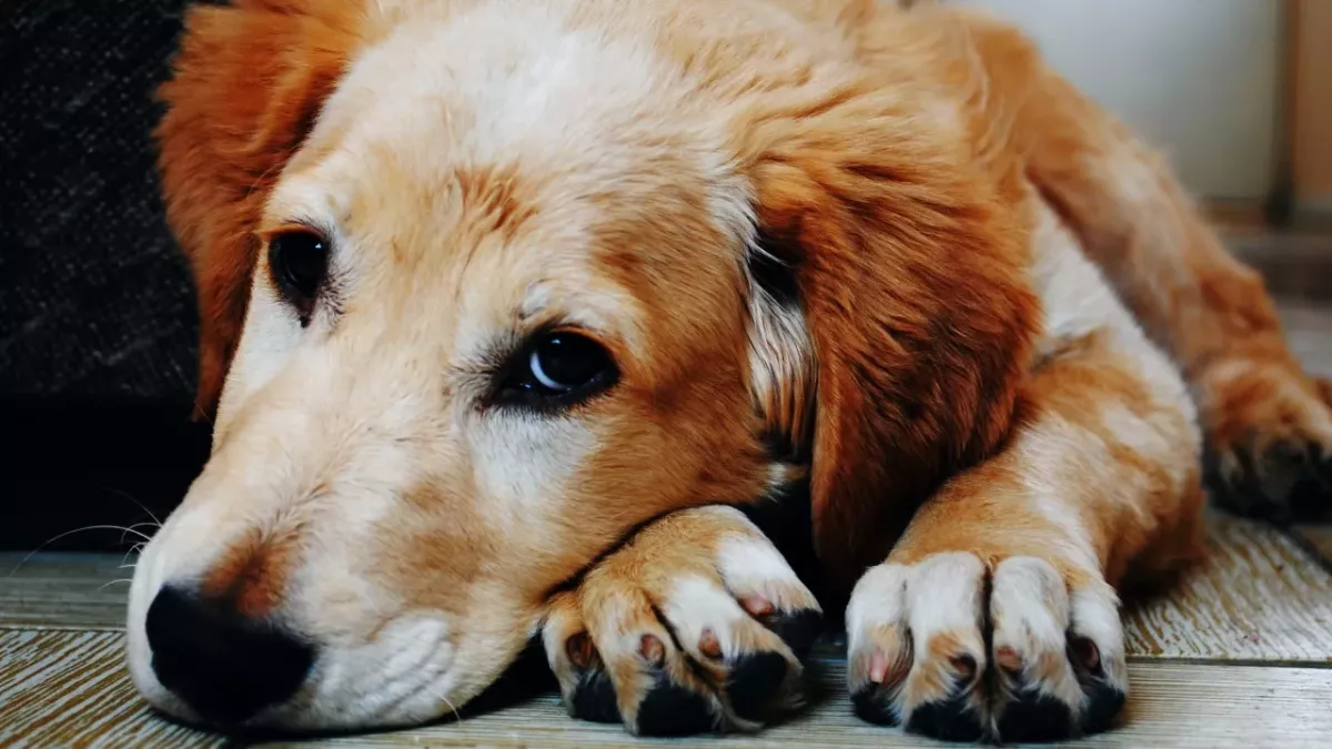 This sweet dog was left heartbroken after its owner tragically died 
