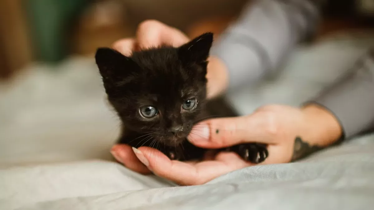 This sweet kitten was tortured with hot water and beatings, and his callous owner is wanted  