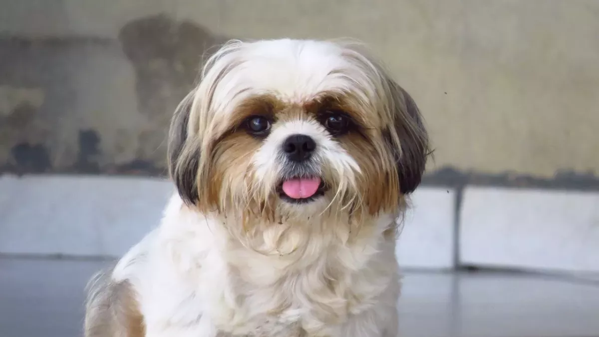 This sweet new mama dog was dumped on the streets in pain and lost an eye