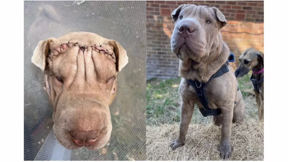 A 'sweetheart' Shar Pei puppy had a 'face lift' surgery and now needs a new home