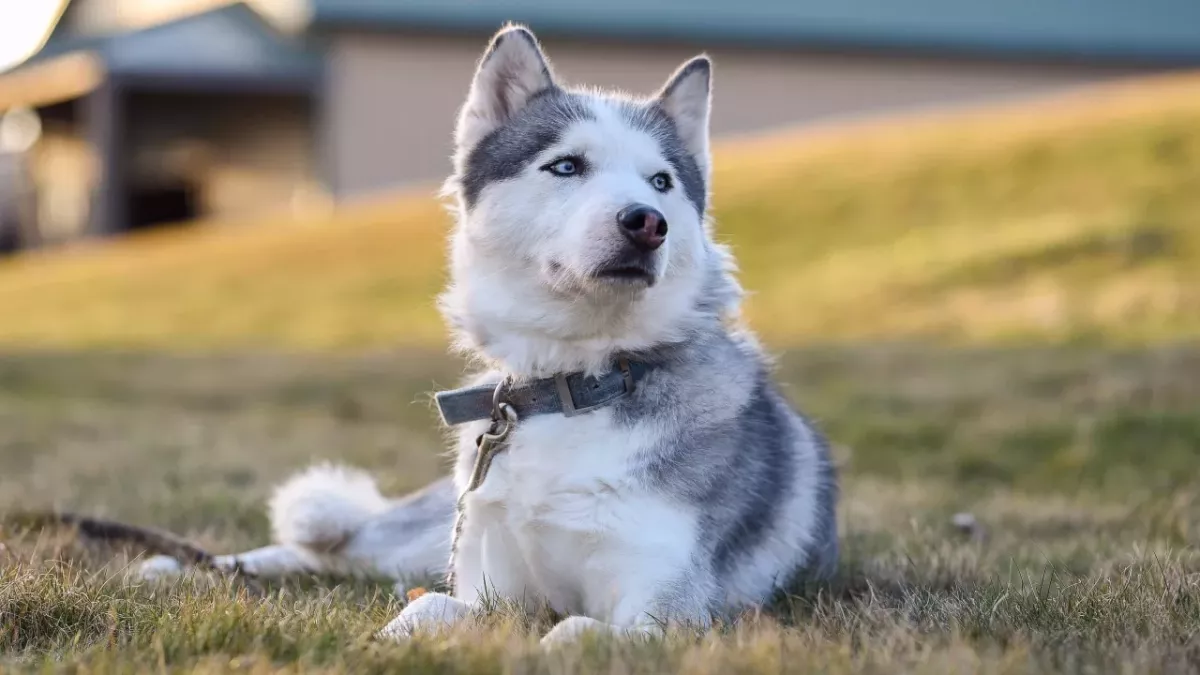 Tears of joy as this unwanted rapping pup finds a home after more than a year in a shelter (VIDEO) 