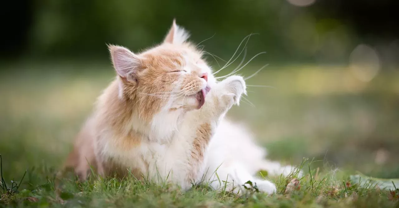 That's one maternal cat!