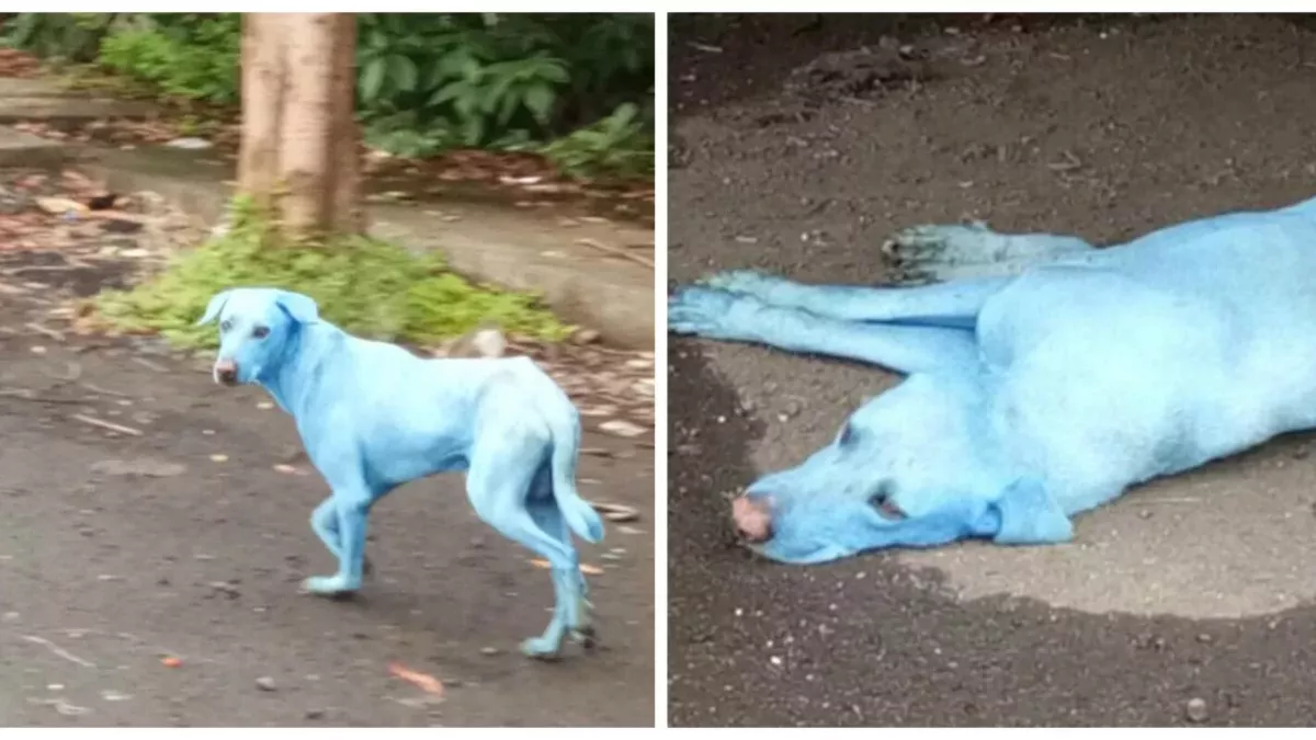 There are blue dogs in India and the reason why is alarming