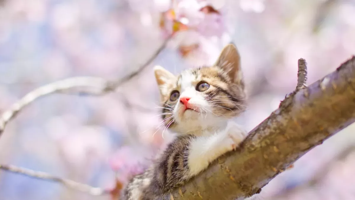 These 10 flowers are toxic for your cat