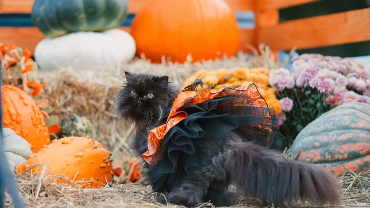 These are the 10 cutest cat Halloween costumes ever