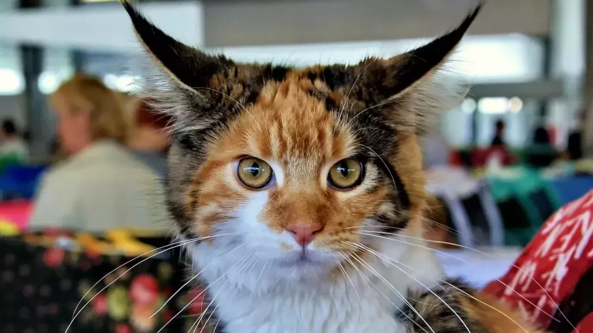 These are 3 of the biggest cat breeds in the world (VIDEO)