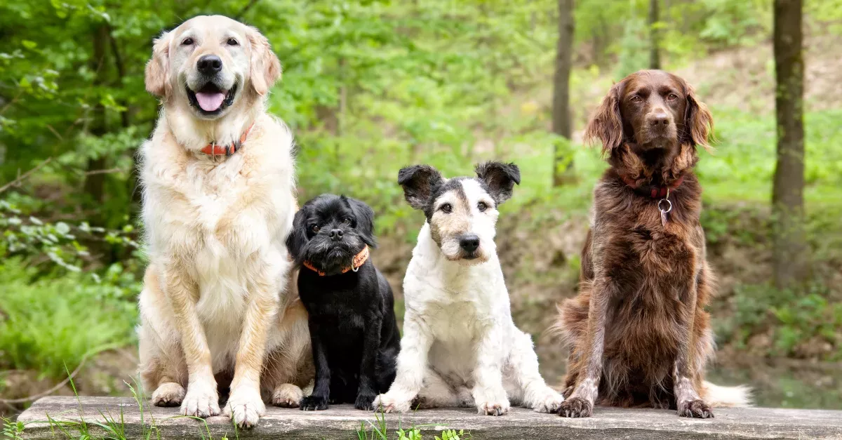 These Are The 5 Most Playful Breeds Of Dogs