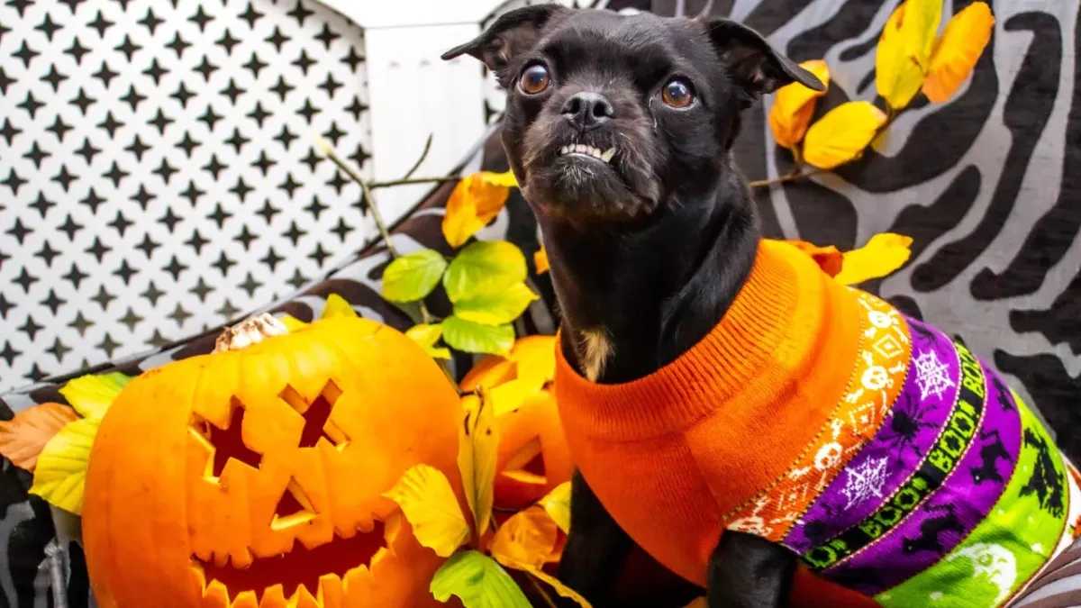 These are the biggest dangers for your pet this Halloween 
