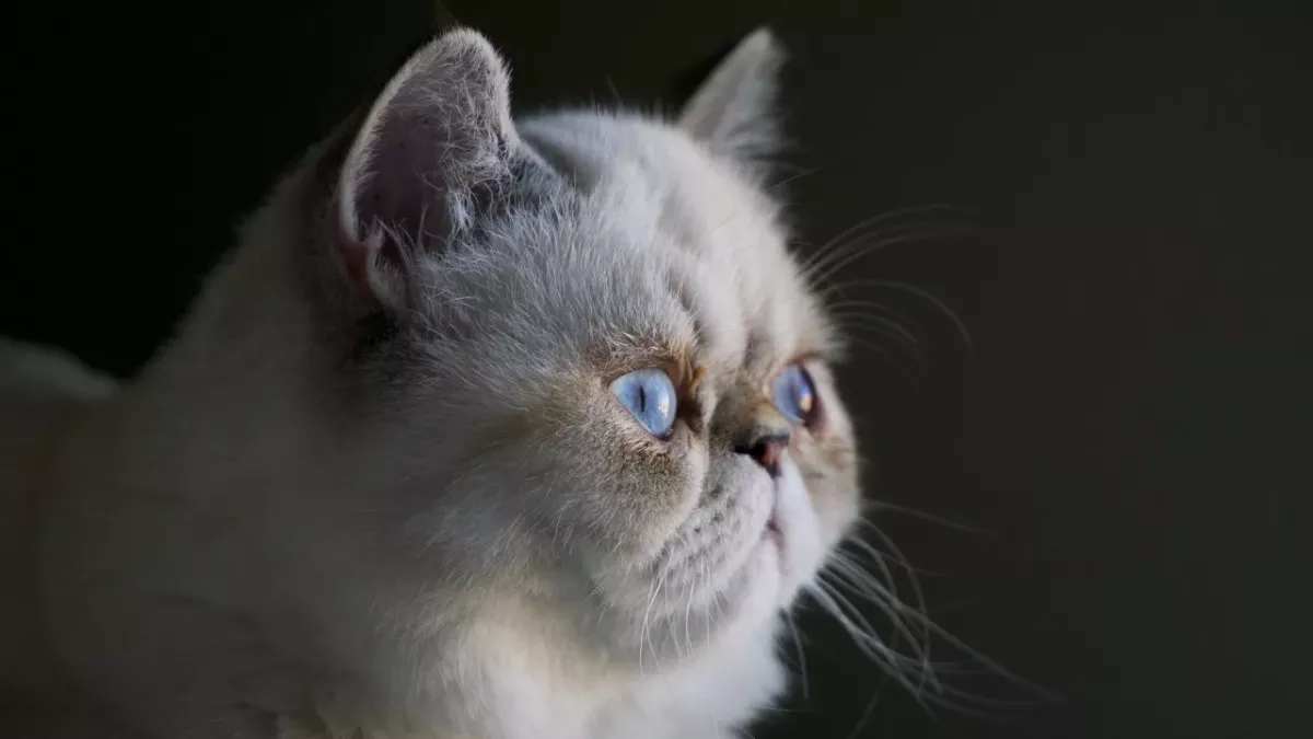 These are the laziest cat breeds