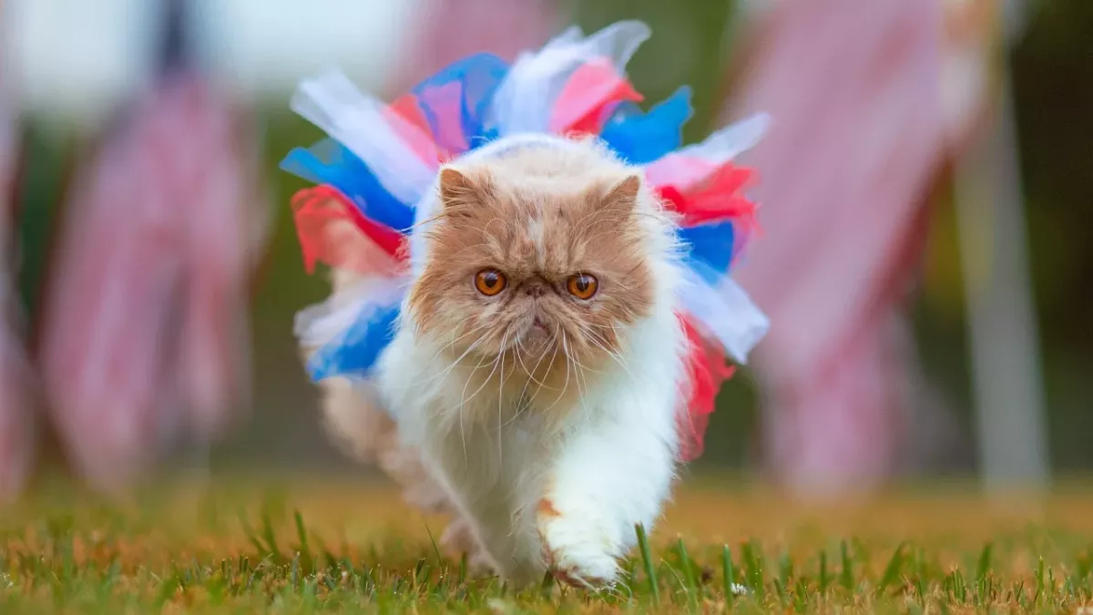 These common cat care mistakes you’re probably making pose a risk to your pet’s life