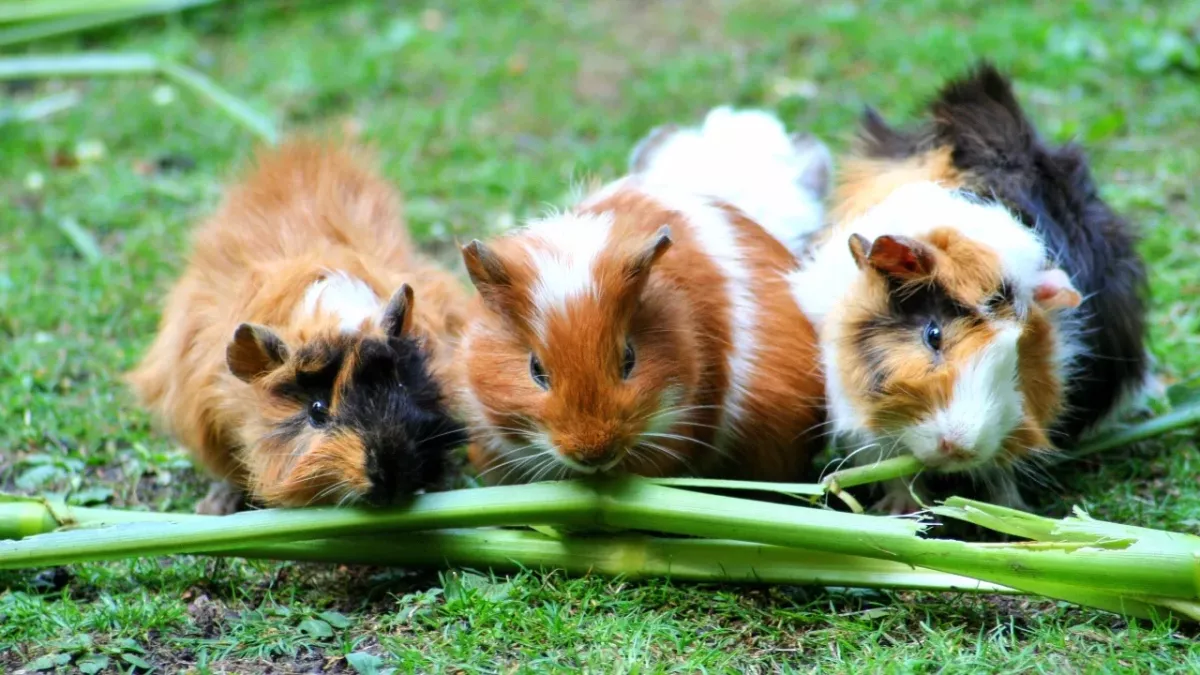 These 'cutest ever' abandoned guinea pigs are the latest victims of the cost of living crisis