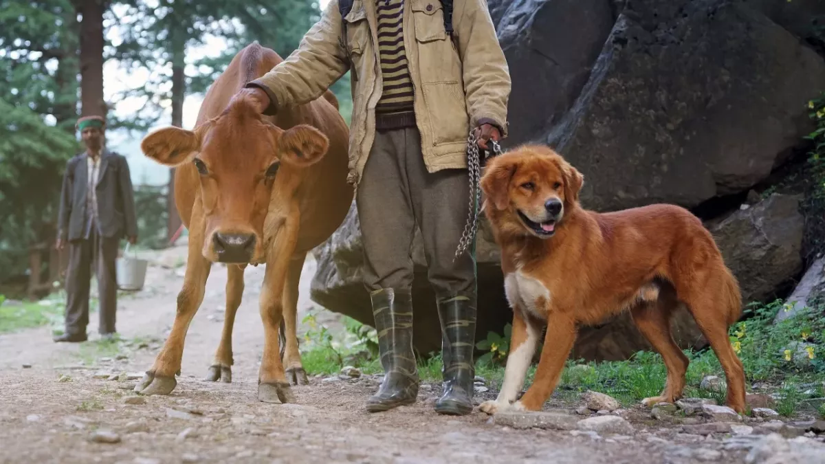These dogs adopted a mini bull, and now he seems to think he’s a dog too