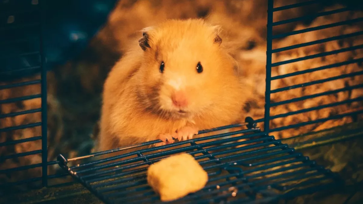 These hamsters turned into aggressive 'mutants' after an experiment went wrong