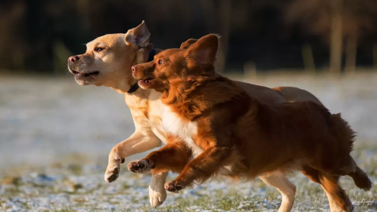 These heartbroken separated pups miraculously reunited after two different rescues put their stories together