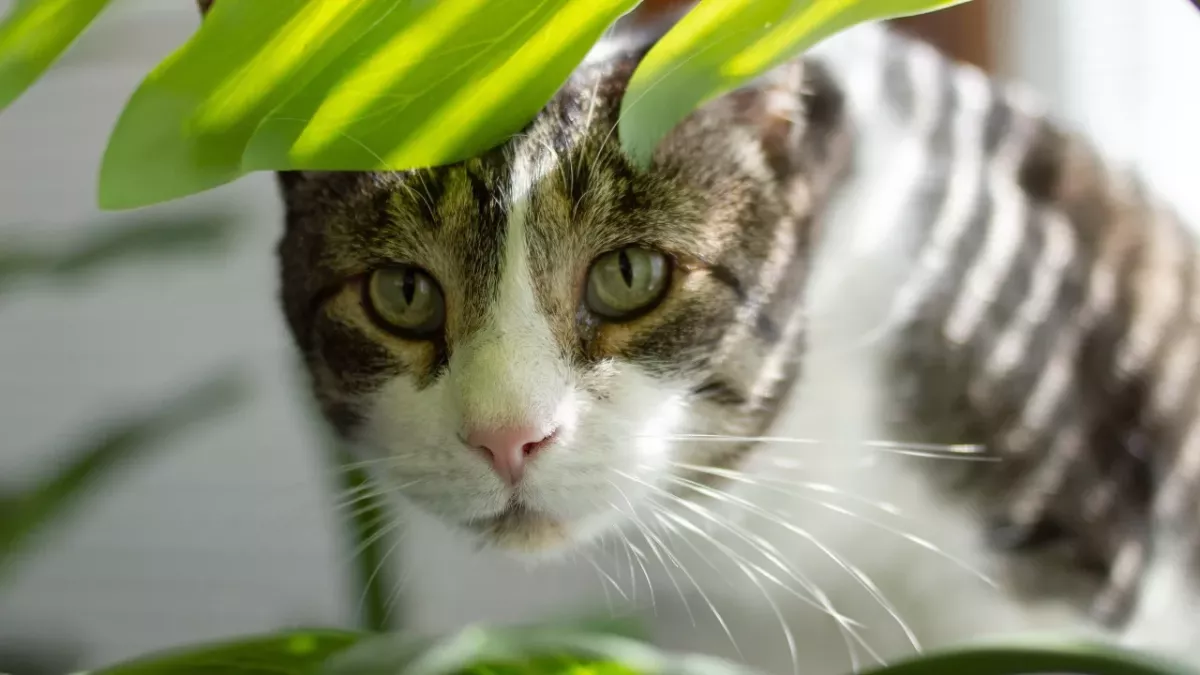 These houseplants that you probably have in your home are toxic to cats