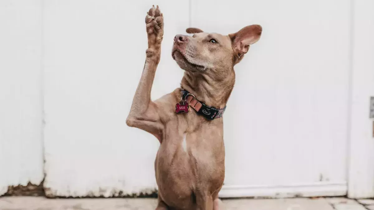 These owners abandoned their dog for an unusual reason