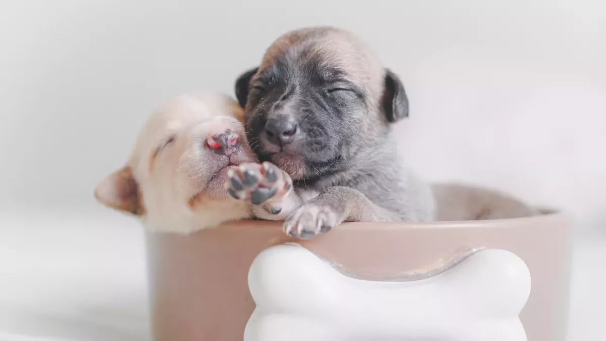 These six-days-old puppies had to leave their mama dog to survive