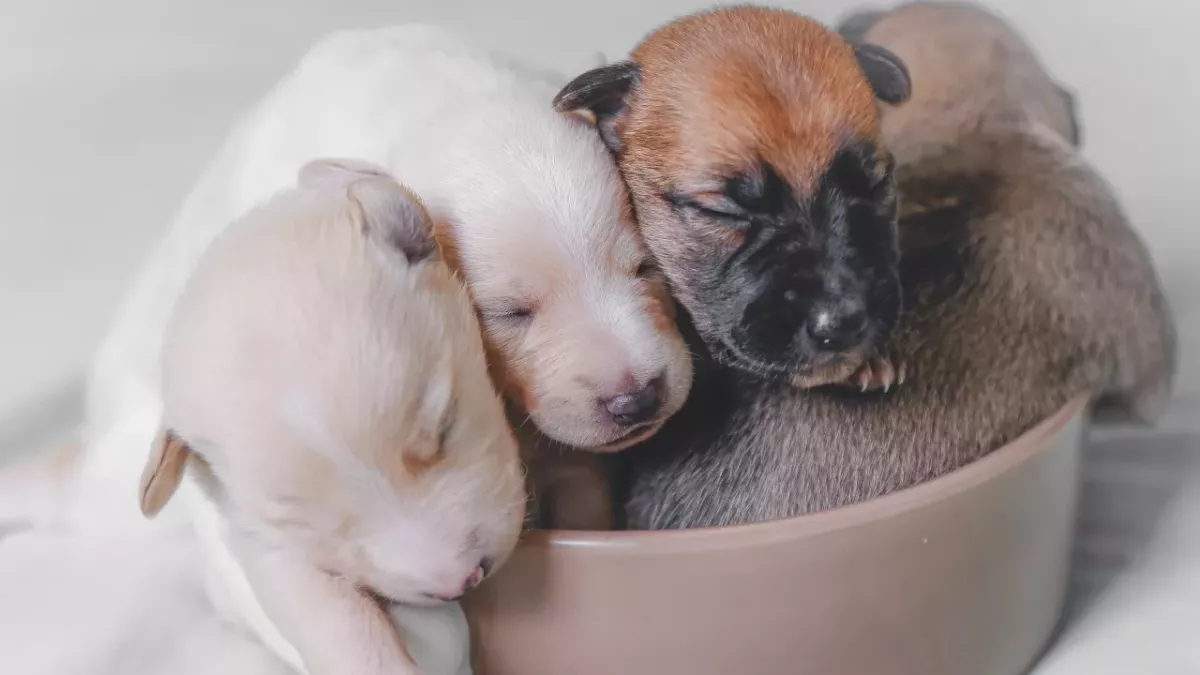 These tiny, hours-old puppies were separated from their mother and dumped in the woods