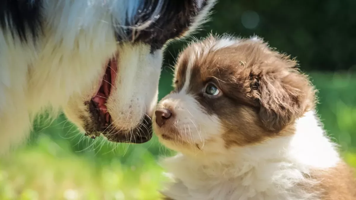 These tiny vulnerable puppies were heartlessly dumped on the side of a road in the rain and cold