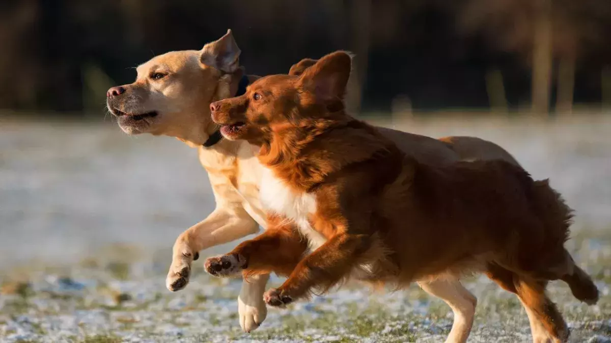 These two adorable deformed pups have created an amazing bond 