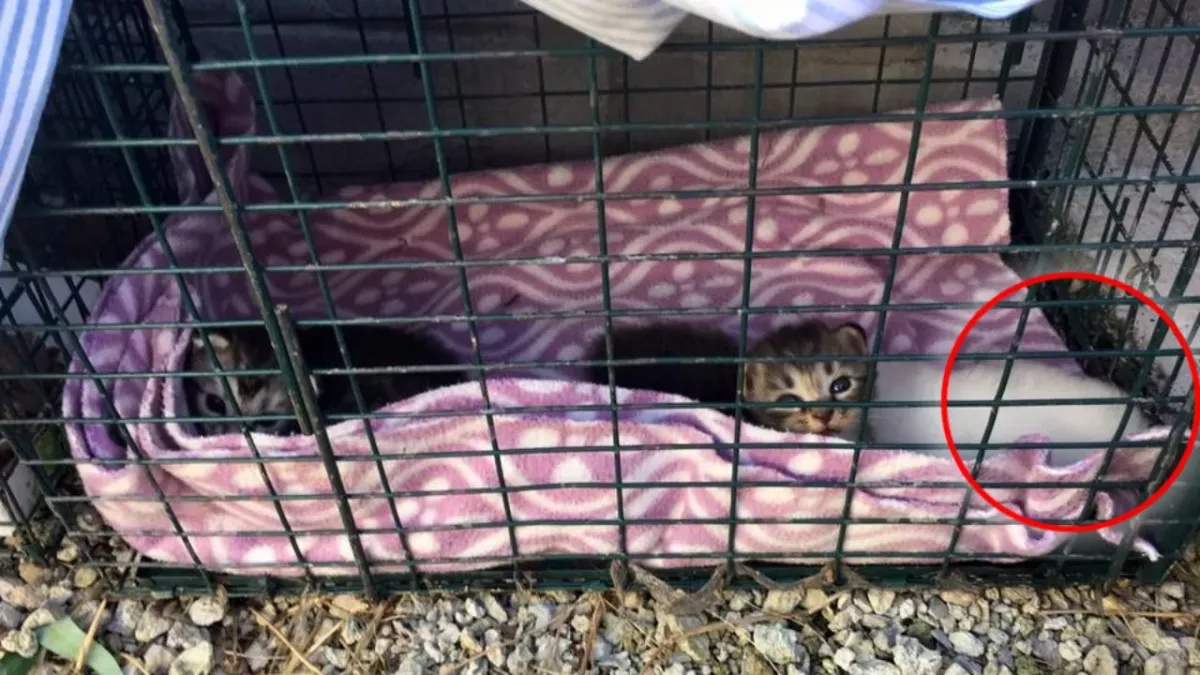 They adopted three kittens and made a shocking discovery