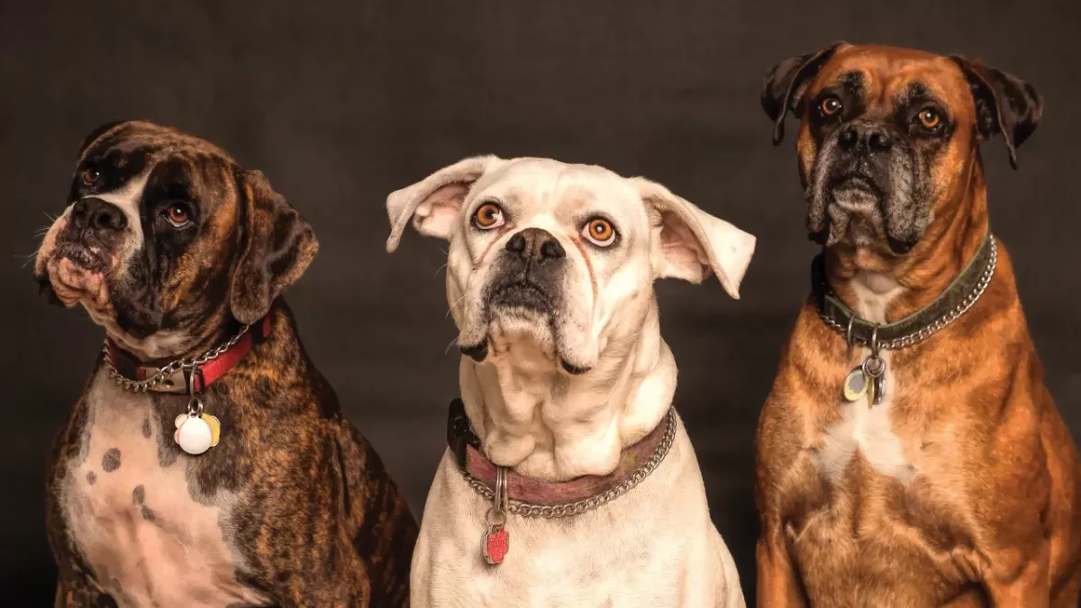 Three heartbroken ‘oldies but goldies’ lady pups are looking for a loving home together 