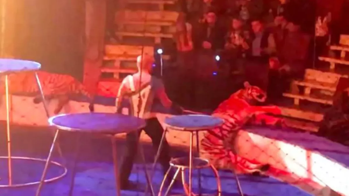 A tiger collapses in a circus—what happens next shocks everyone