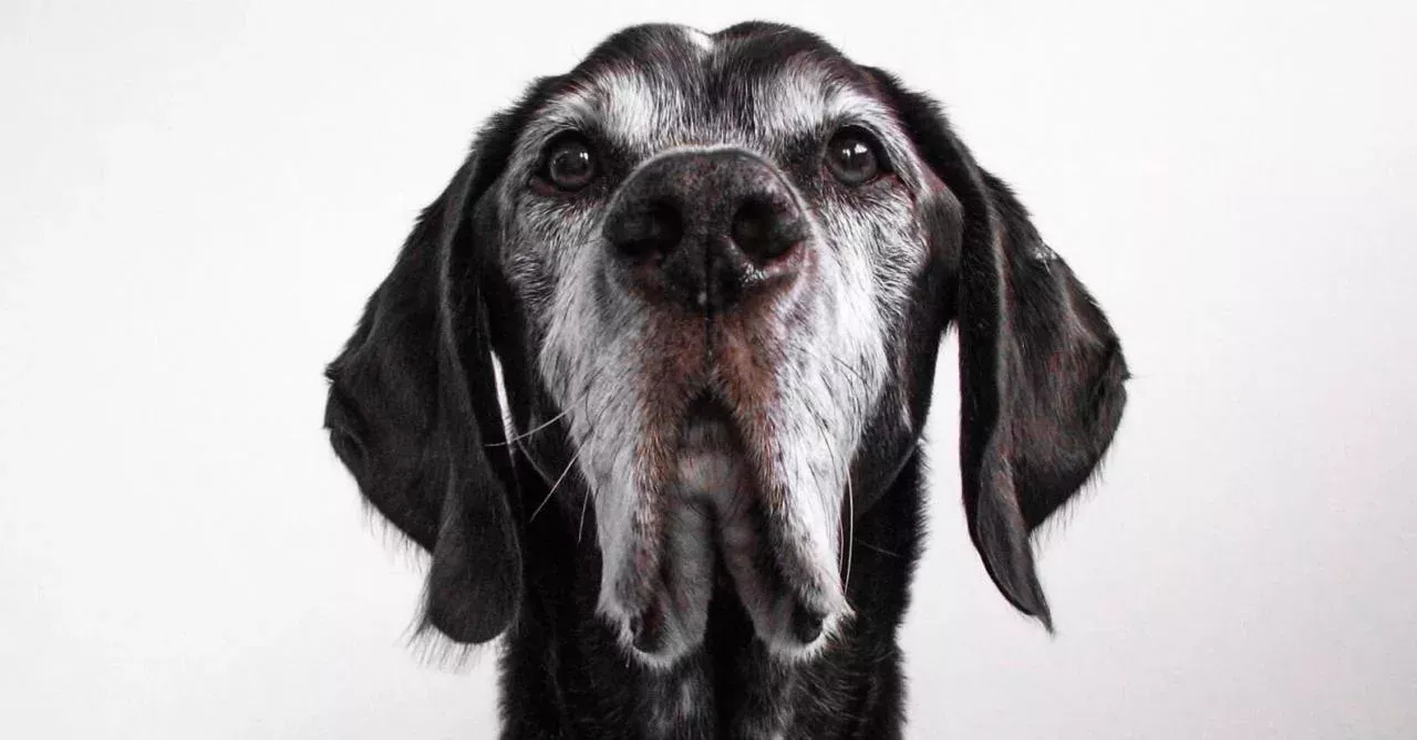 The time of the 7-year rule is over: How old is your dog really?