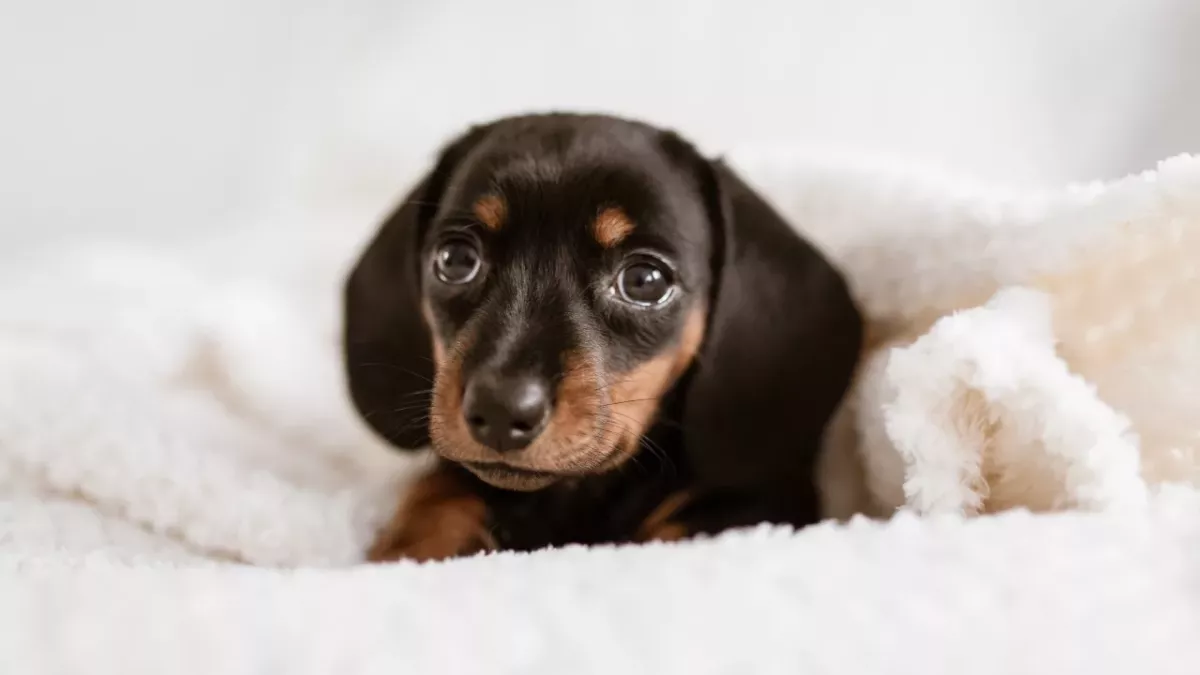 A tiny puppy was nearly burnt alive and abandoned 'crying' in excruciating pain