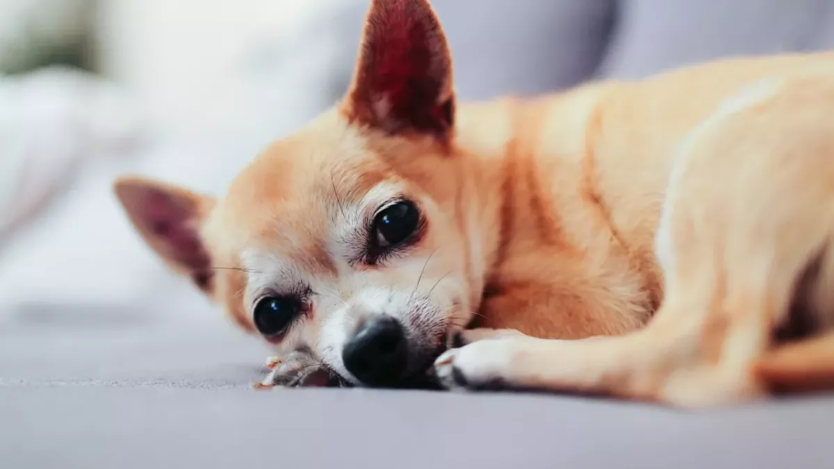 Tiny 'skeleton' Chihuahua on the edge of death rescued from a 'house of horrors'