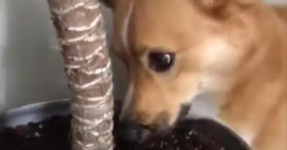 Tired of Staying Inside During Lockdown, This Corgi Is Going Something Hilarious With His Bones