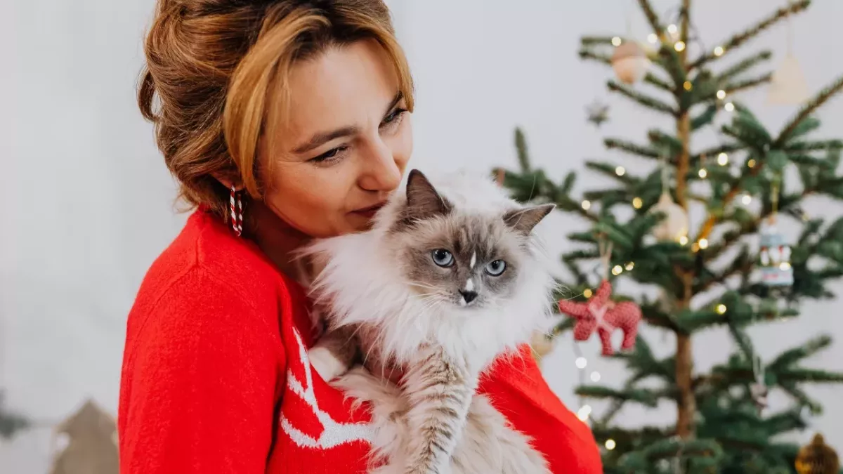 Top 10 Christmas gifts for cat owners and lovers, all for under £15