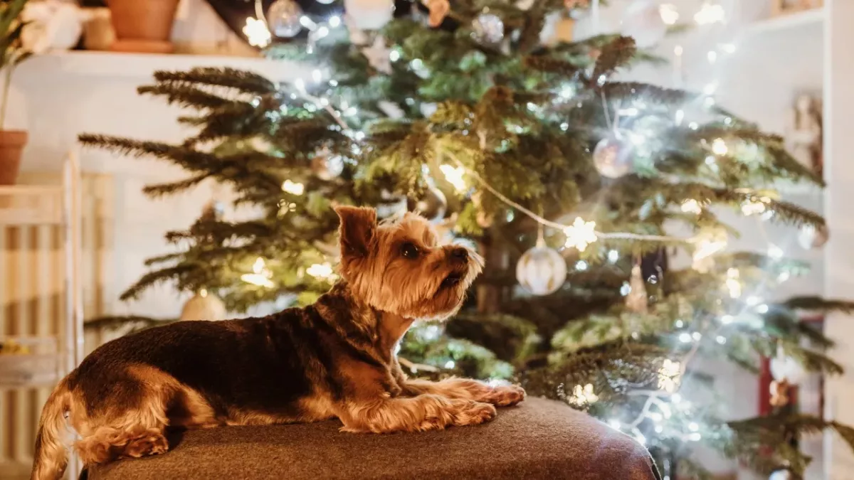 Top 5 dog Christmas presents for under £15