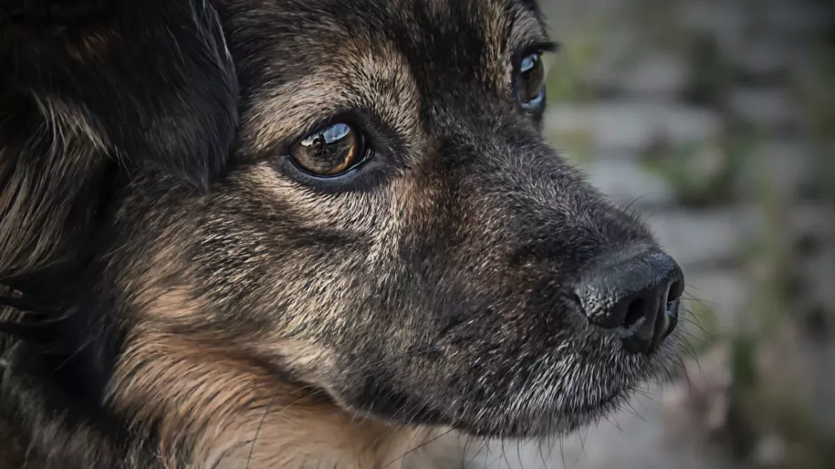 This traumatised Ukrainian dog who wanted nothing to do with people is now thriving in the shelter 