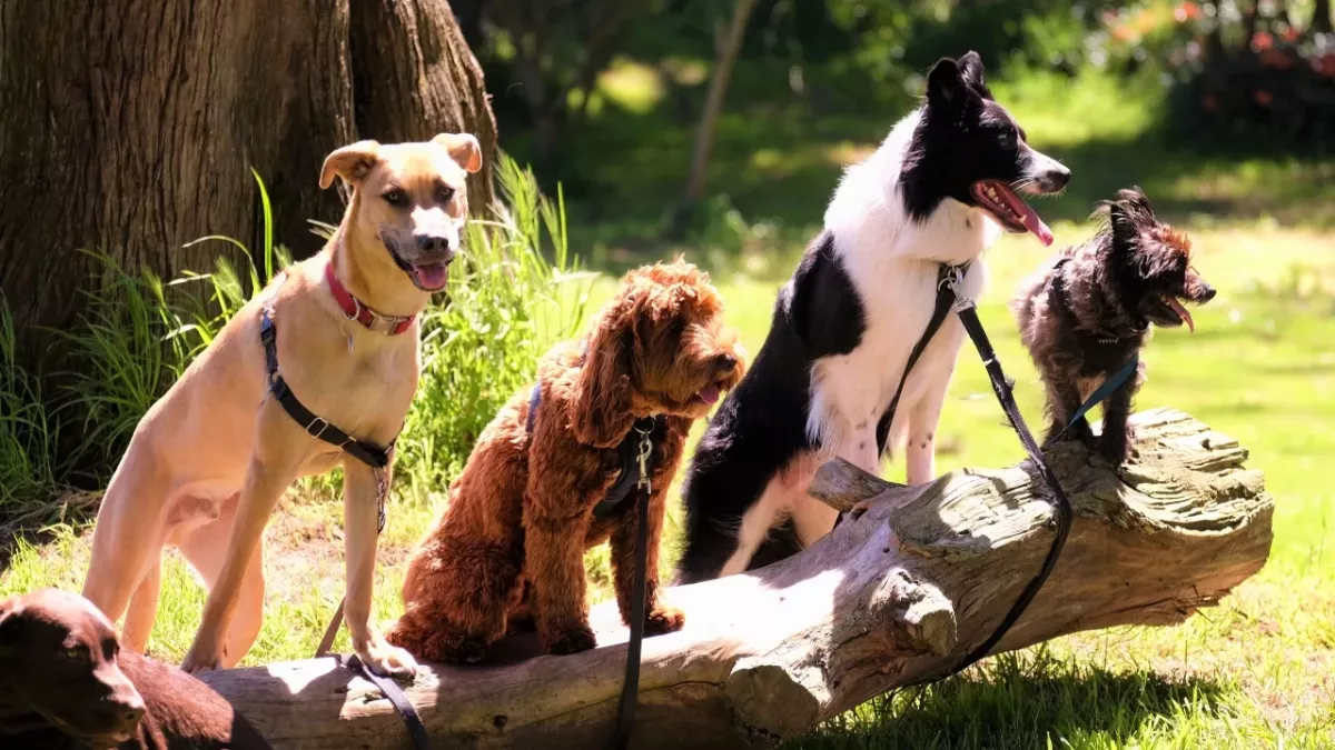 The trendiest dog names of 2022 are revealed, and you won’t believe what’s in first place