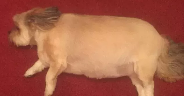 Turkey dog