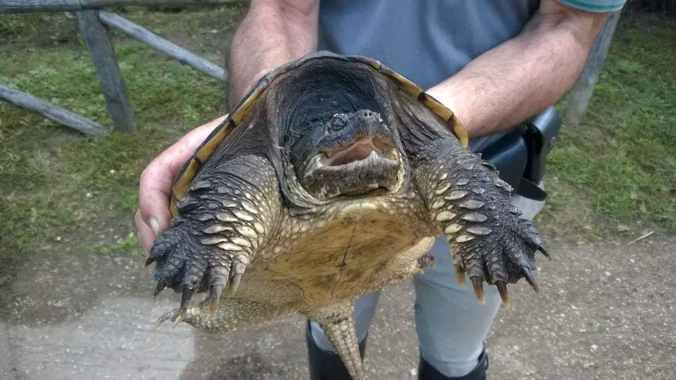 Turtle